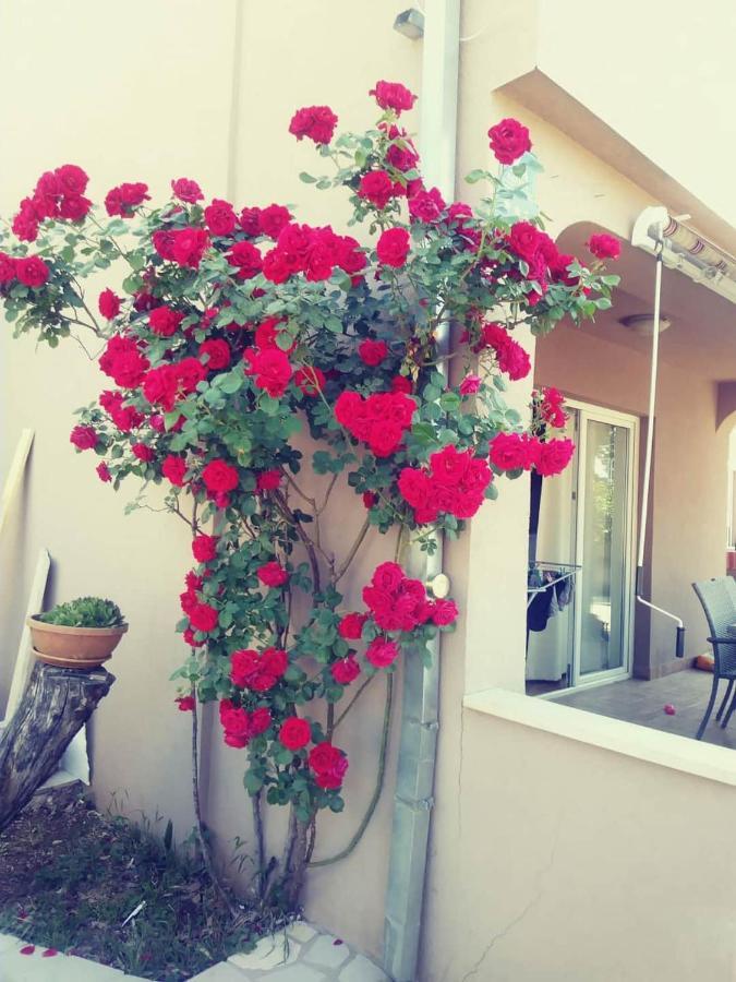 קריקווניצה Apartmani Afrodita מראה חיצוני תמונה